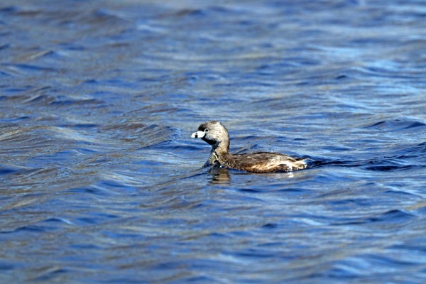 Wary Grebe by Deb Oppermann